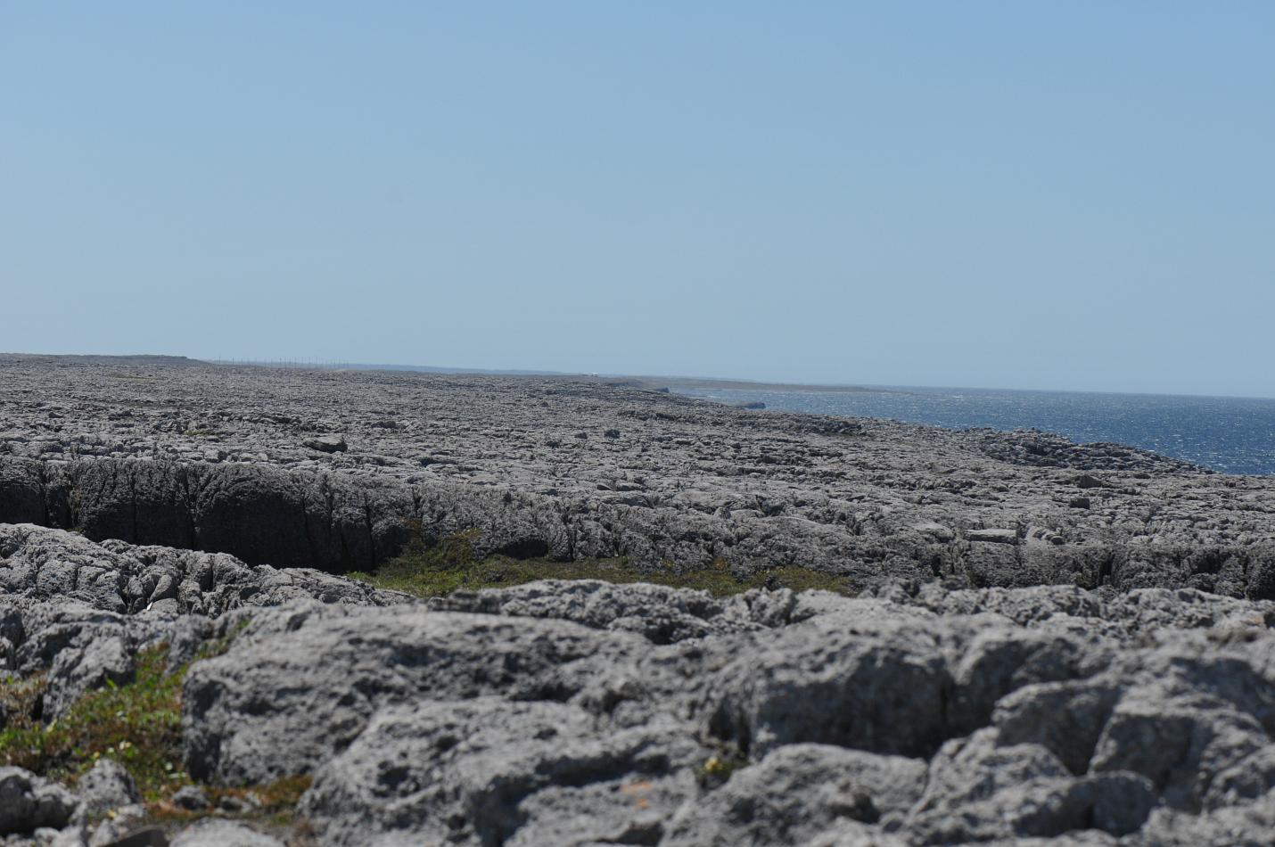 Newfoundland Limestone Barrens North American Rock Garden Society
